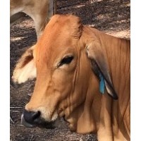 Country Lane Farm logo - Similar company to Farm Mapping Services