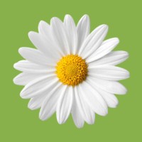 petali logo - Similar company to Bramsocial.Com