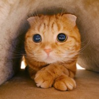 I Love Cats So Much logo - Similar company to Cute Cats Here