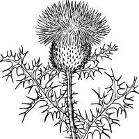 Scottish Policy Foundation logo - Similar company to Scottish Policy & Research Exchange