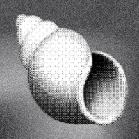 Shoal Research logo - Similar company to Contenta.Xyz