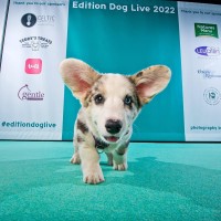 Edition Dog logo - Similar company to Fettle
