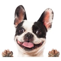 Berea Animal Rescue