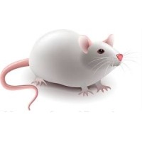 Mouse Specifics, Inc. logo - Similar company to The Mouse Company