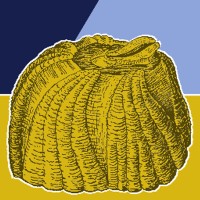 The Quinnipiac Barnacle logo - Similar company to Zoit Media