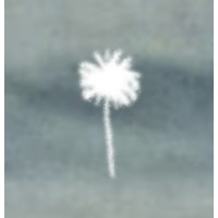 Paradise Cult logo - Similar company to World Heart Beat