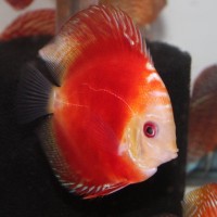 Discus Co. logo - Similar company to Discus Netherlands B.V.