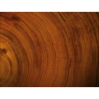 Santalum Album Absolute logo - Similar company to Santanol – Pure Ethical Sandalwood