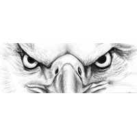 Talon Investigations logo - Similar company to Shuman Security Consulting