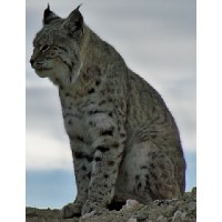lynx domotics logo - Similar company to Flexilivre