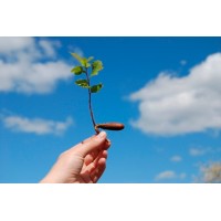Mb Consulting, Inc