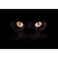 Crazy Cat Lady Productions logo - Similar company to Patch & Purr