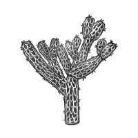 CHOLLA logo - Similar company to Monte & Lou