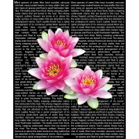 Nature's Beauty logo - Similar company to Canna Magic