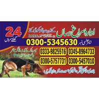 The army dog center Dera ghazi khan 03005457010 logo - Similar company to Ghazi University, Dera Ghazi Khan