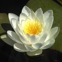 LowImpact.Org logo - Similar company to Stroud Commons