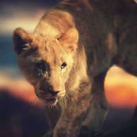 Wildlifetek logo - Similar company to Appiko