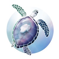Middle Turtle