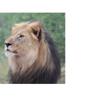 Lionshead Capital LLC logo - Similar company to Psi Upsilon Ubc