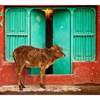 NetSpirit logo - Similar company to The Short Cut Agency - Global Influencer Marketing