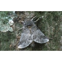 OAK PROCESSIONARY MOTH LTD logo - Similar company to Beechenlea
