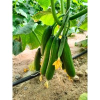 Agro Moon logo - Similar company to Kenza Group
