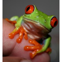 Design Treefrog Communications inc. logo - Similar company to Design Mind Studio