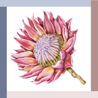 Digital Protea logo - Similar company to Levycoles Digital Agency