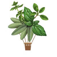 Herbtube