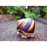 Organic Free Range Escargot