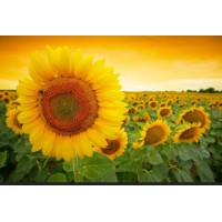 JoyfulLiving4u logo - Similar company to Justin Green- Resilience Os