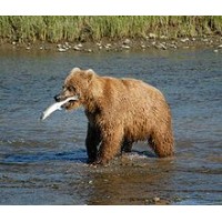 Big Bear Recruiting