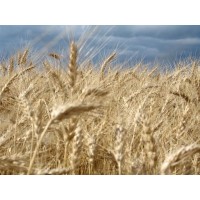 Gerbers of Montana Inc. logo - Similar company to Autopilot, Inc.