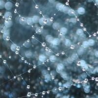 Spider Silk LLC logo - Similar company to Mindset Integration Psychological Services