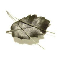 Association Forêt Méditerranéenne logo - Similar company to Cleanpaysage