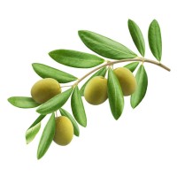 Prina Olive Zeytin, Zeytinyağı & Sabun Satış logo - Similar company to Mi̇das Sızma Zeytinyağı