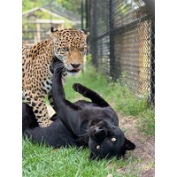 Panther Ridge Conservation Center logo - Similar company to Tiger World Endangered Wildlife Preserve