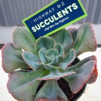 Highway 92 Succulents logo - Similar company to Arch + Tower | An Fd Company