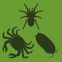 Arthropoda MDPI logo - Similar company to Veterinary Sciences Mdpi