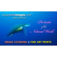 Oceanwide Images Photo Library logo - Similar company to Beyond The Trees