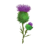 TAPROOT THERAPY PLLC logo - Similar company to Taproot Therapy Collective