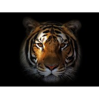 Phonia Consulting - Growing the UK IT Channel with our Business Development-as-a-Service solution logo - Similar company to Maximity Ltd