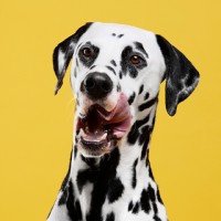 Buddylicious logo - Similar company to Adios Plastic Ltd