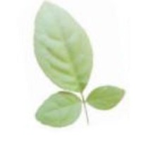 Bael Solutions logo - Similar company to Brainlance Solutions Llp