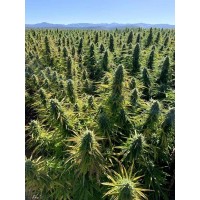 Hemp Choice Distribution logo - Similar company to Hemp Exchange