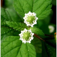 Stevia Farm Egypt logo - Similar company to Stevia Group