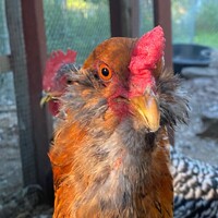 Mayville Farm logo - Similar company to The Educator Experience
