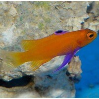 De Jong Marinelife logo - Similar company to Tinyocean