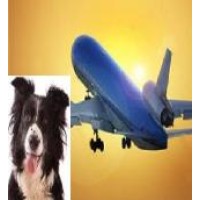 Emotional Support Pet logo - Similar company to Emotional Pet Support