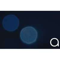 Anamorphic Digital logo - Similar company to Tank - Ending Burnout